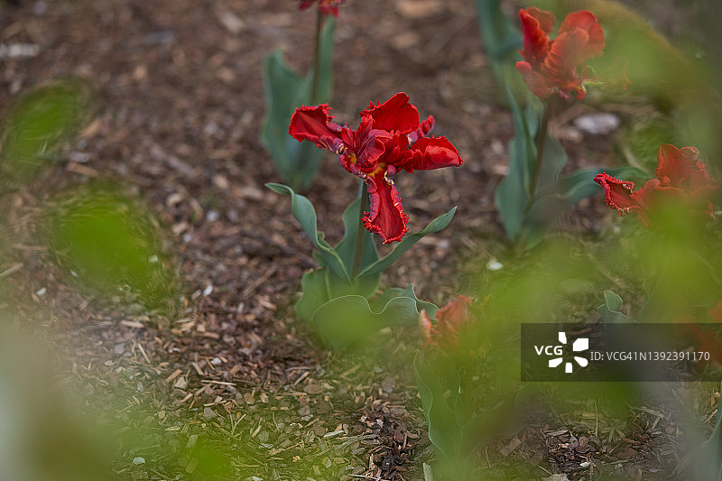鹦鹉郁金香图片素材