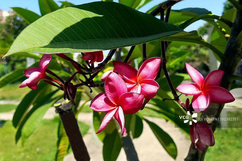红鸡蛋花图片素材