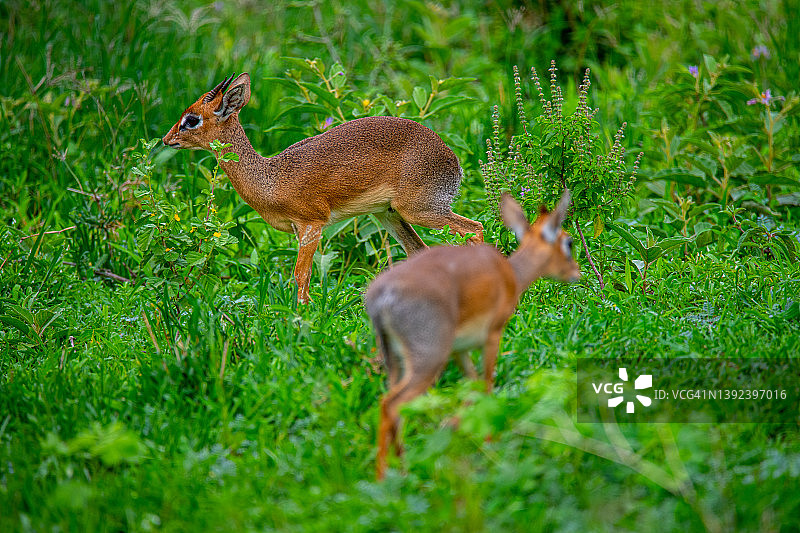 坦桑尼亚塔兰吉雷国家公园内的迪克迪克羚羊图片素材