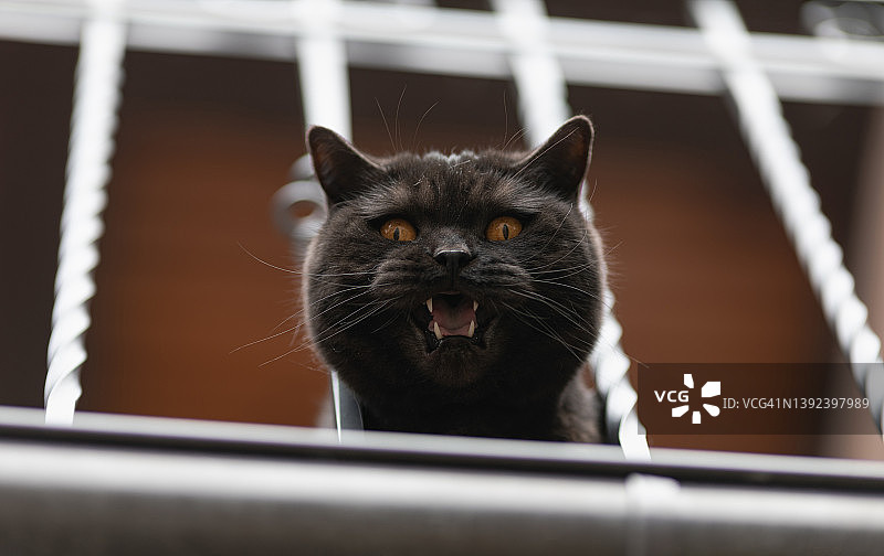 叫唤的猫图片素材