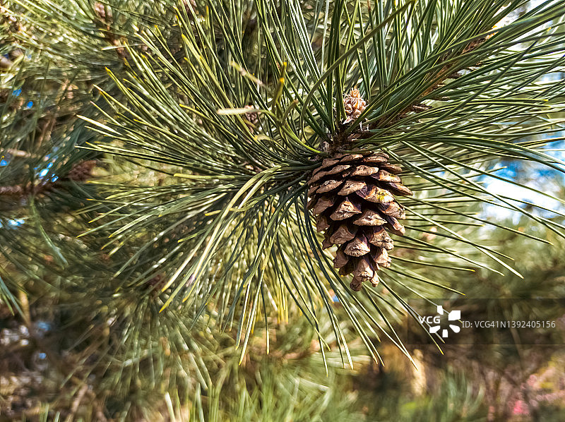 松树枝上的球果图片素材