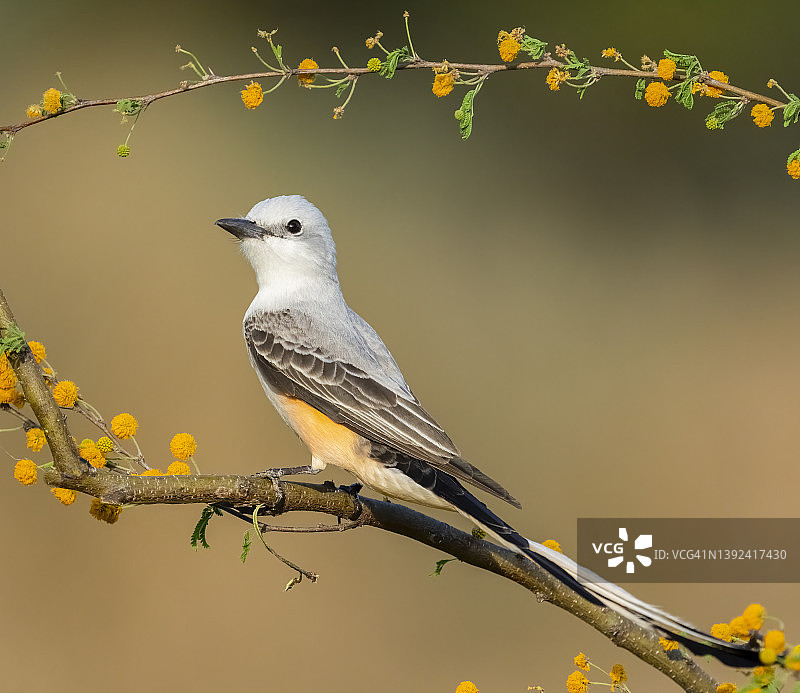 剪尾王霸鹟图片素材