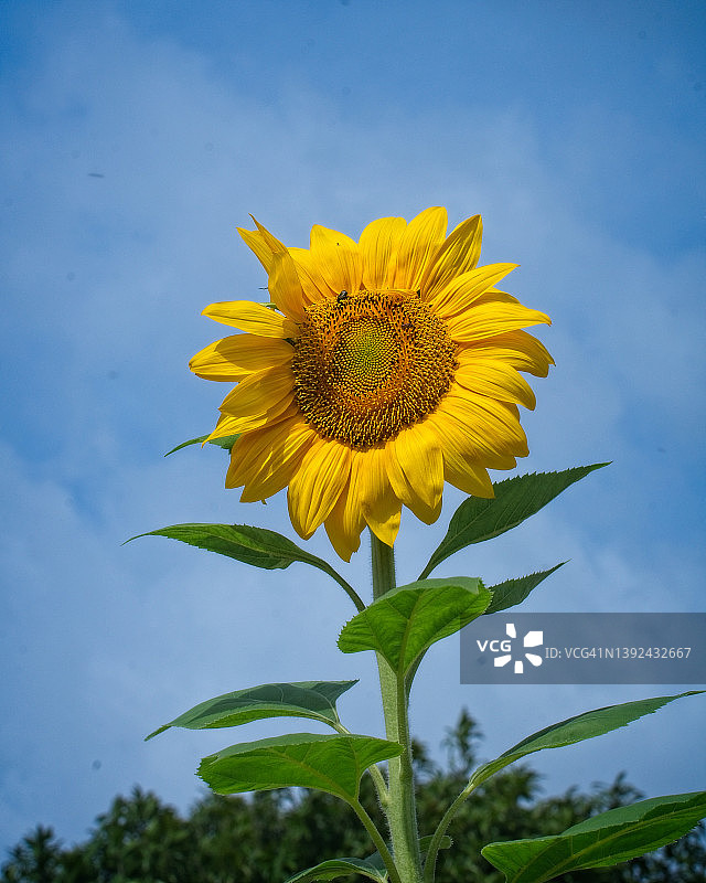 向日葵图片素材