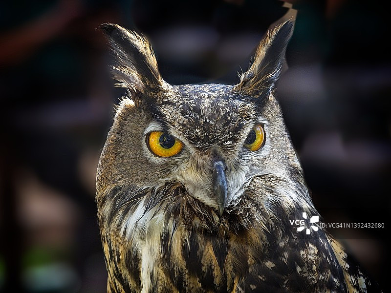 雕鸮肖像图片素材