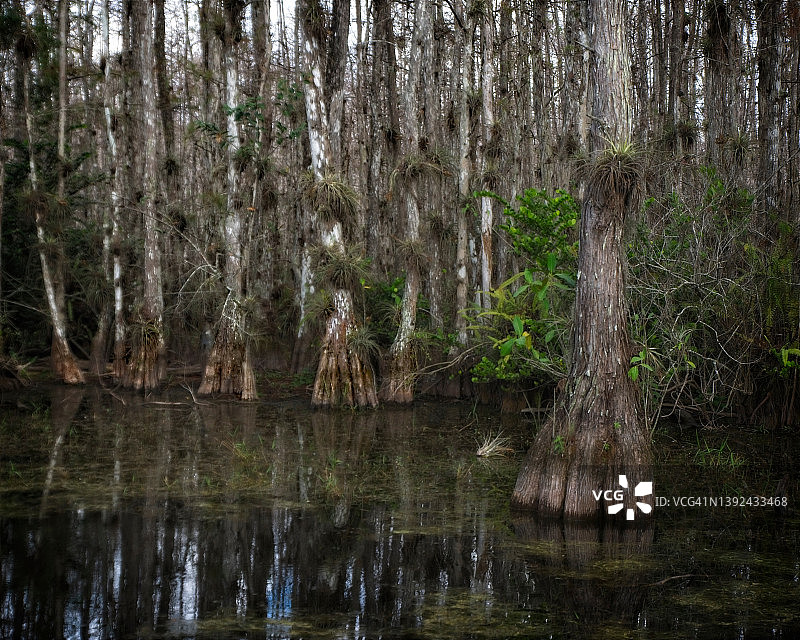 南部湿地中的一片柏树林。图片素材