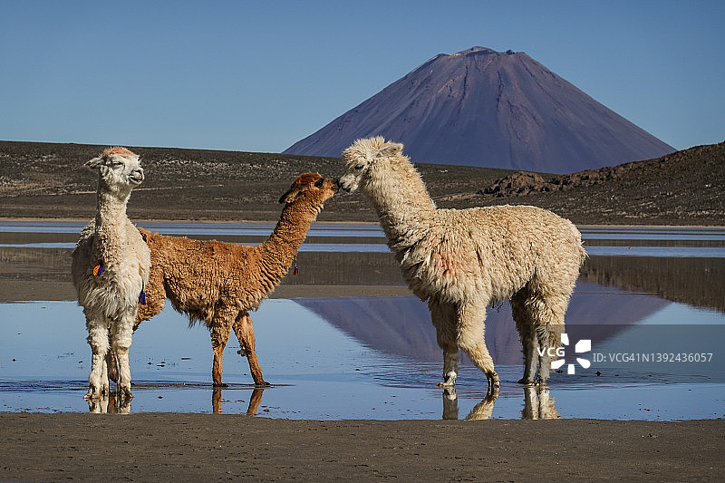 秘鲁羊驼与米斯蒂火山图片素材