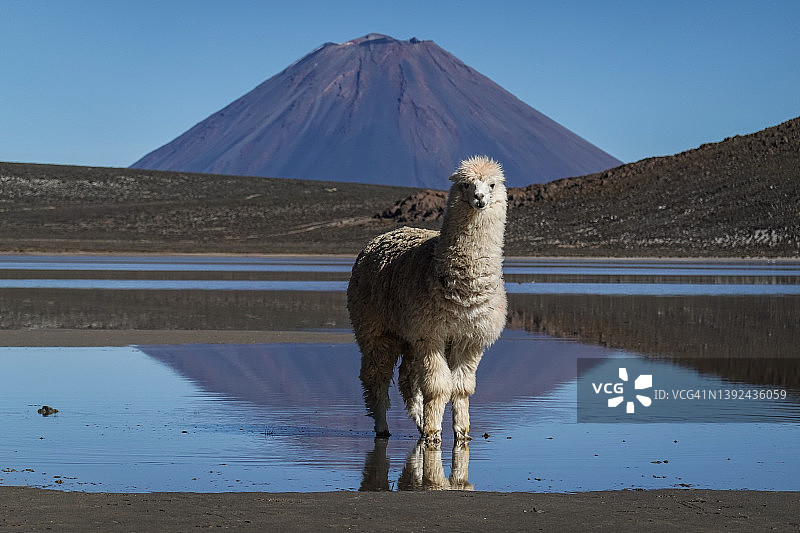 秘鲁羊驼与米斯蒂火山图片素材