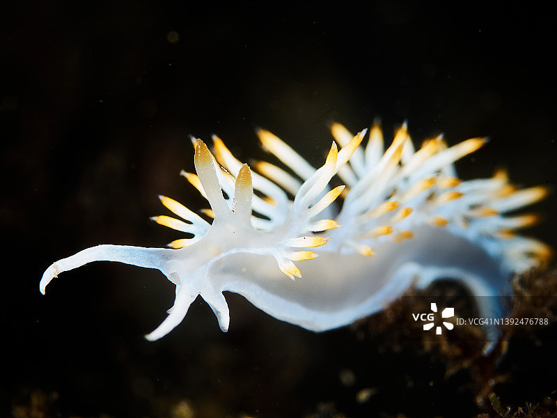 地中海美丽海蛞蝓特写图片素材