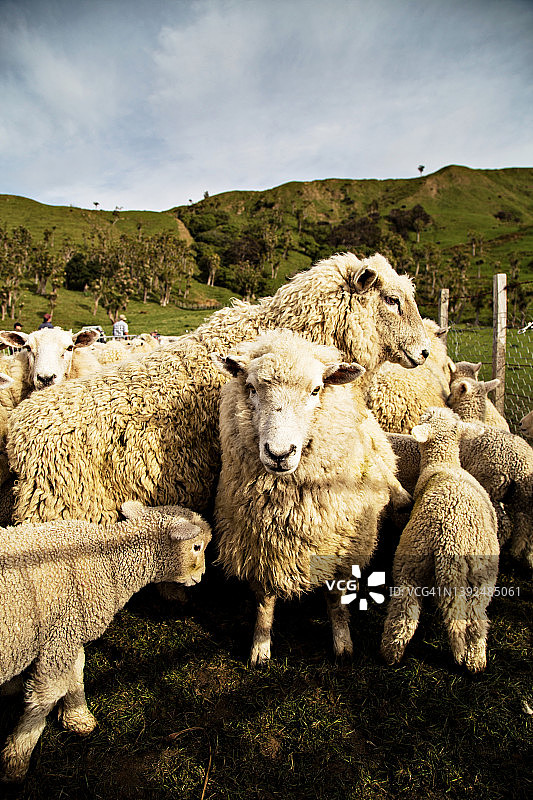 特写肖像：围场里的绵羊图片素材