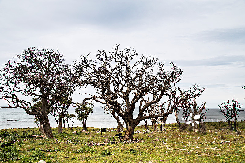阴天牧场上的枯树枝，怀拉拉帕海岸图片素材