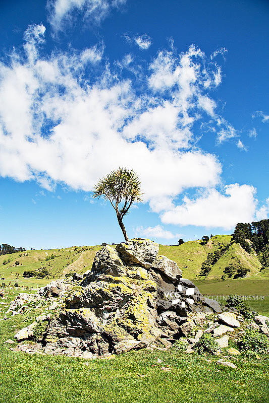 农场围场岩石上孤零零的白菜树图片素材