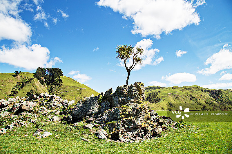 农场围场岩石上孤零零的白菜树图片素材