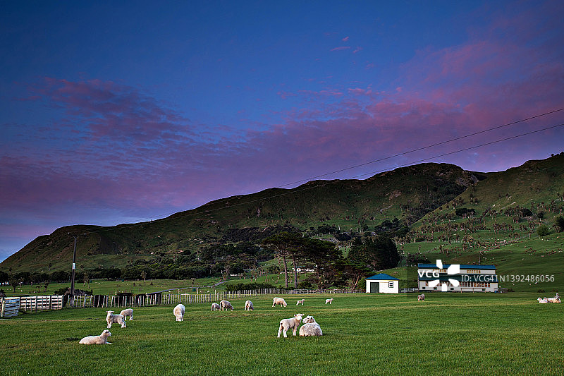 怀拉拉帕乡村的绵羊围场上空的粉色日出云彩图片素材