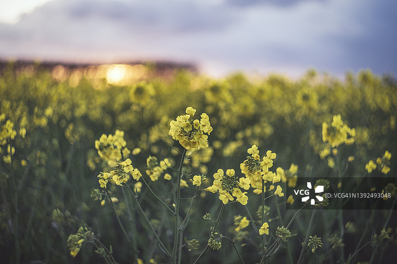 春季油籽作物图片素材
