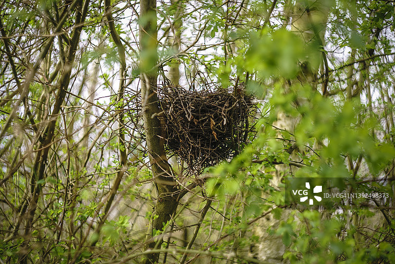 树上的鸟巢图片素材
