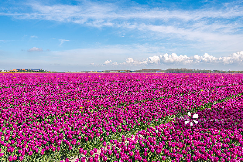 盛开紫色郁金香的无垠田野图片素材