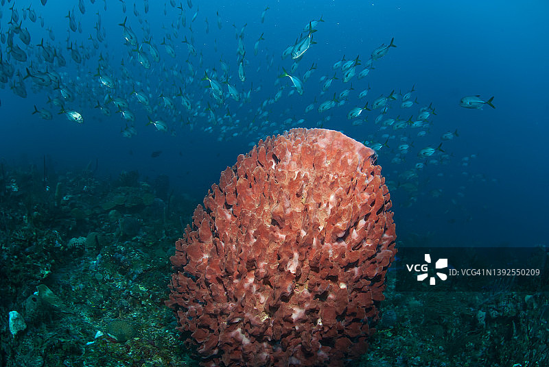 马眼鲹与巨型桶状海绵图片素材