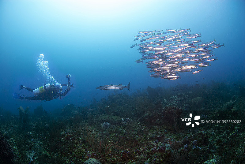 摄影师拍摄金梭鱼和博加鱼图片素材