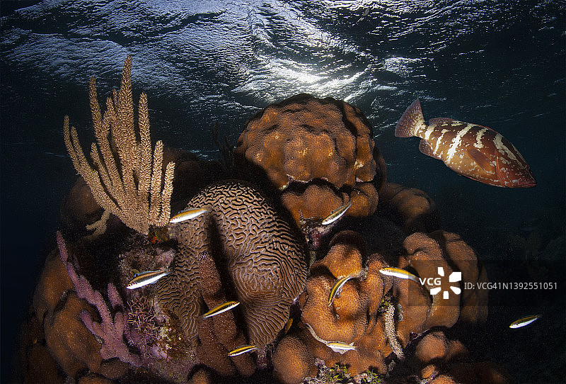拿骚海域的多孔海杆、星珊瑚和脑珊瑚图片素材