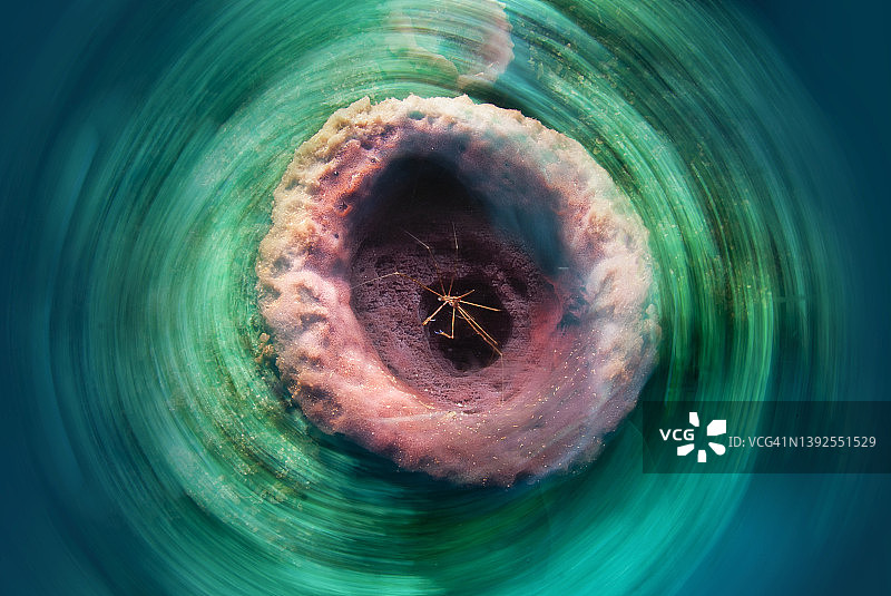 巨型桶状海绵与黄色线箭头蟹图片素材