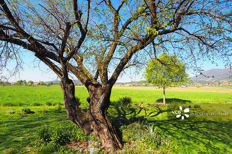 伦巴第春季景观中的百年桑树图片素材