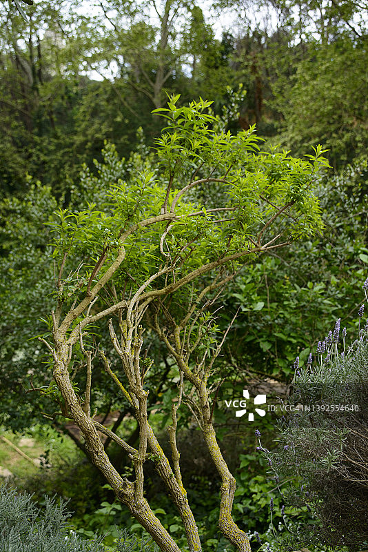 柠檬马鞭草图片素材