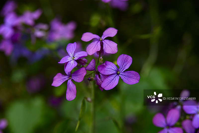 银扇草图片素材