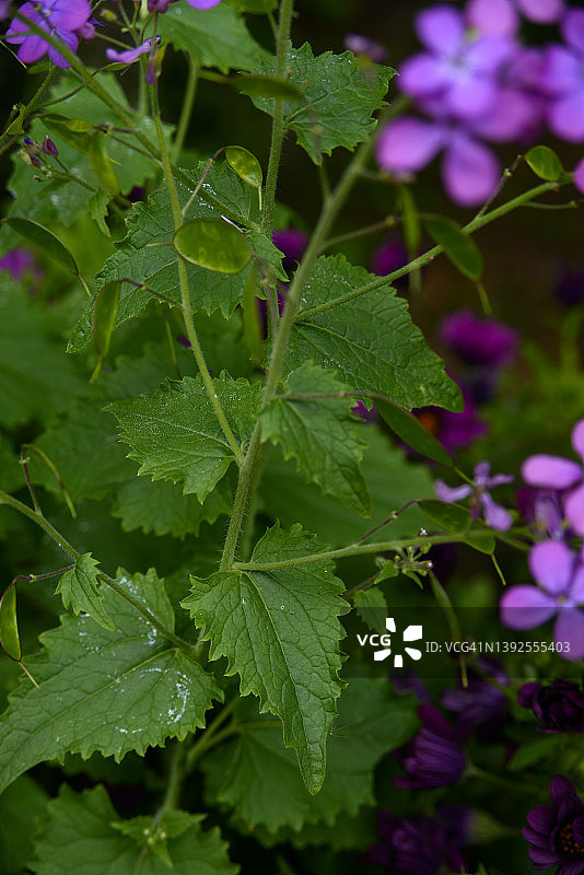 银扇草图片素材