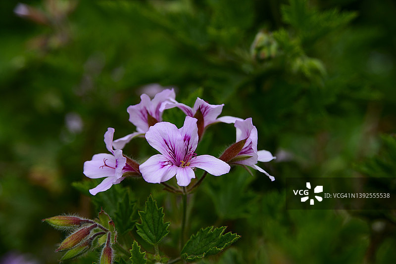 香叶天竺葵图片素材