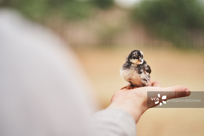 裁剪人手拿可爱小鸡图片素材