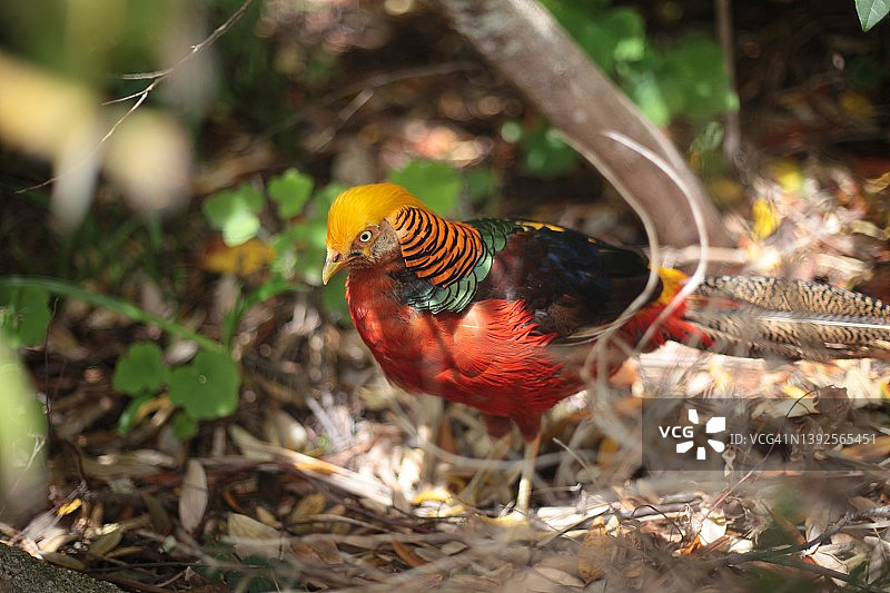 锡利群岛特雷斯科岛上的红腹锦鸡图片素材
