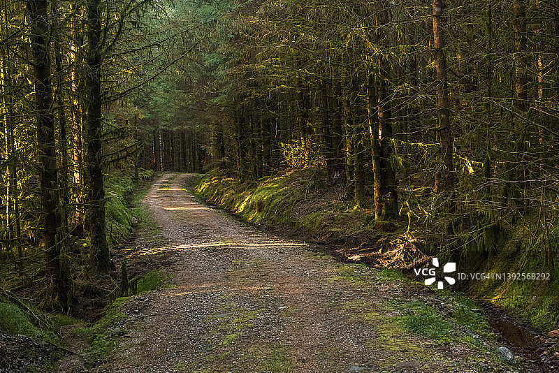 日落时分的森林漫步图片素材