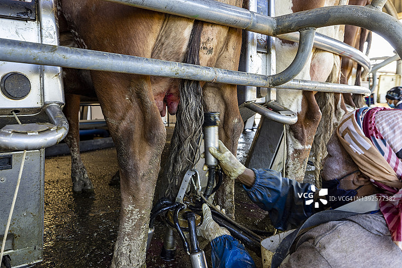 特写：非洲女农场工人在旋转挤奶机上照料50头艾尔郡奶牛。畜牧业是气候变化的主要因素图片素材