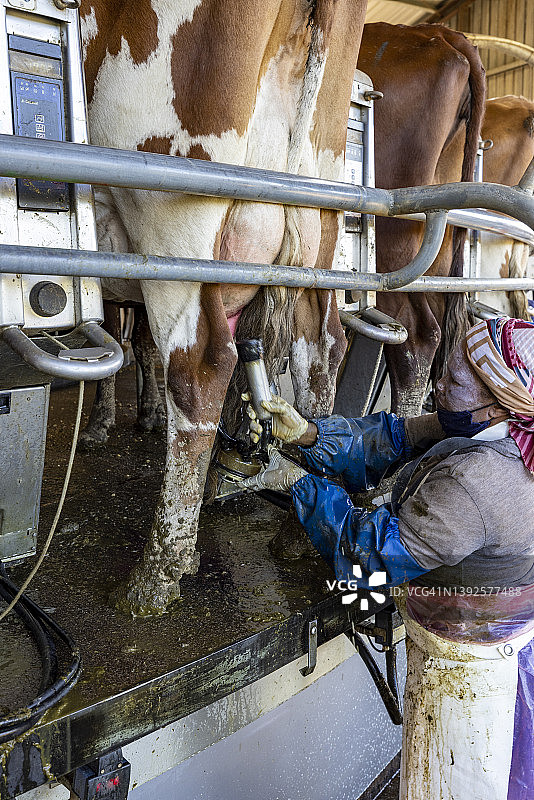 特写：非洲女农场工人在旋转挤奶机上照料50头艾尔郡奶牛。畜牧业是气候变化的主要因素图片素材