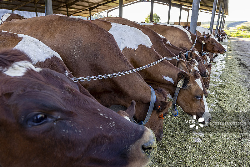 艾尔郡乳牛进食特写：造成温室气体排放的牲畜，加剧气候变化图片素材