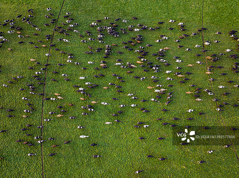 一大群艾尔郡奶牛在美丽的绿色牧场上吃草的鸟瞰图。牲畜是温室气体排放的罪魁祸首，导致气候变化图片素材