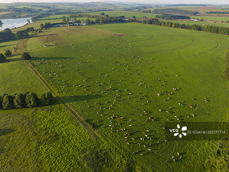 一大群艾尔郡奶牛在美丽的绿色牧场上吃草的鸟瞰图。牲畜是温室气体排放的罪魁祸首，导致气候变化图片素材