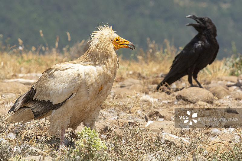 比利牛斯山背景下的埃及秃鹫与渡鸦图片素材