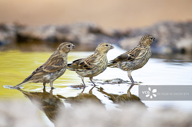 水坑里的三只亚麻雀图片素材