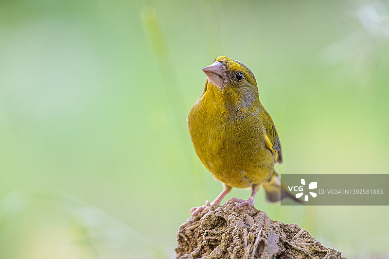 石头上的绿雀图片素材