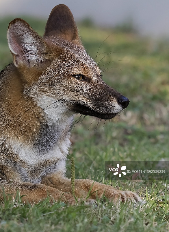 潘帕斯狐图片素材
