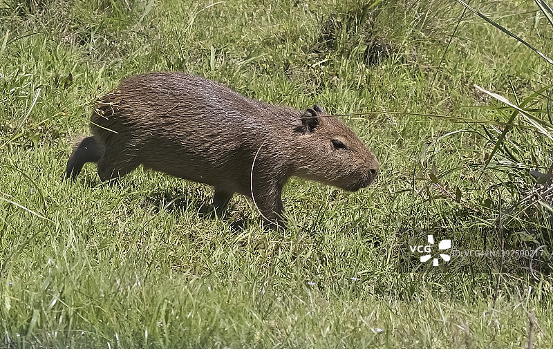 年轻的水豚图片素材