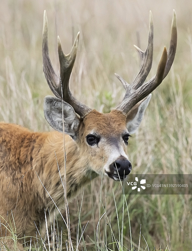 伊贝拉湿地的鹿图片素材