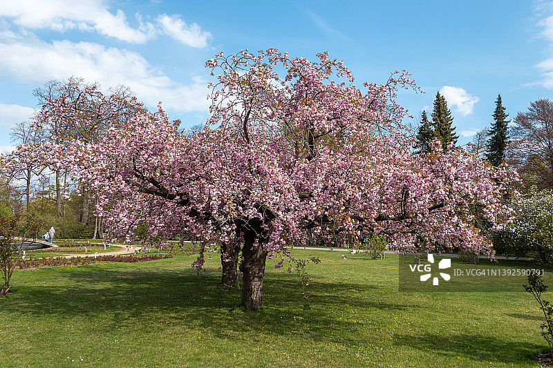 盛开的樱花树图片素材
