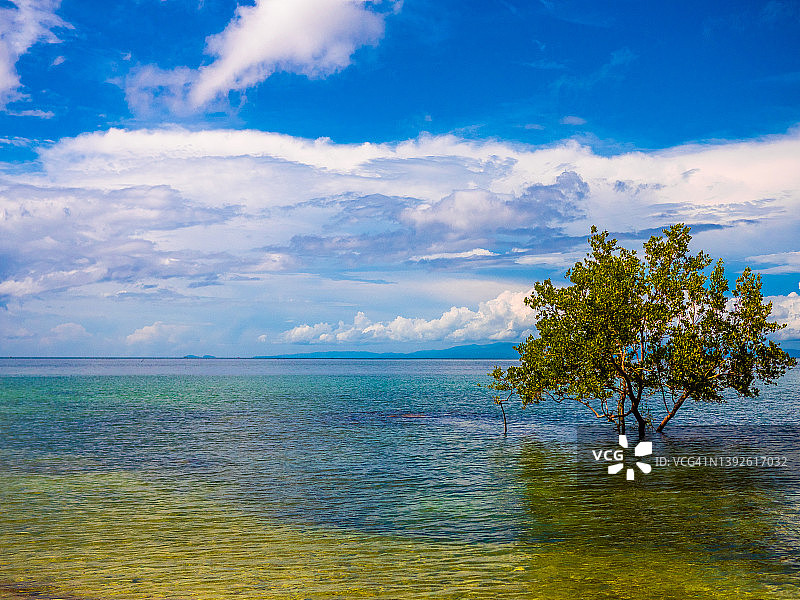 菲律宾奎松省乌尼桑沙滩上的有机红树林沼泽图片素材