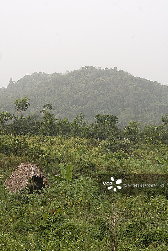 利比里亚热带雨林中的茅草小屋农场景观图片素材