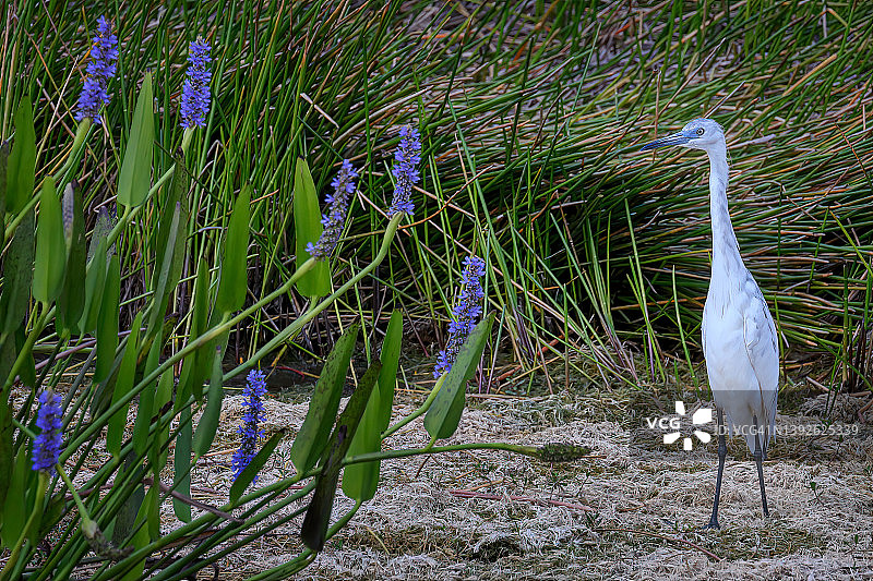 佛罗里达州，北迈尔斯，鲍威尔克里克保护区，拥有板岩蓝色羽毛的幼年小蓝鹭观赏梭鱼草的颜色图片素材