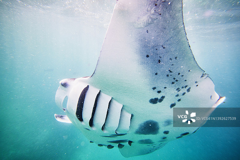 水下视角：蝠鲼在珊瑚礁上以浮游生物为食特写图片素材
