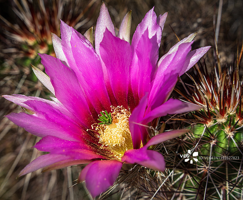 紫红色刺猬仙人掌花图片素材