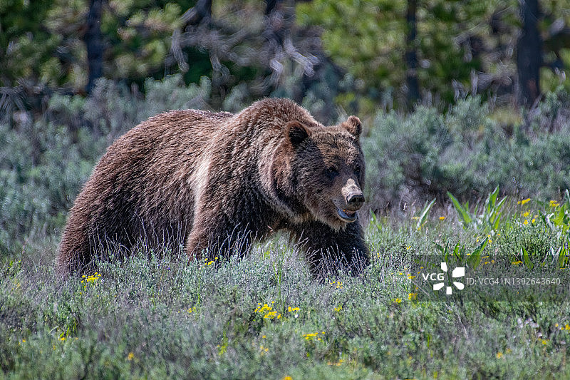 提顿森林中前进的灰熊图片素材